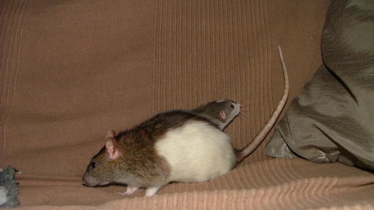 dscf6646.jpg