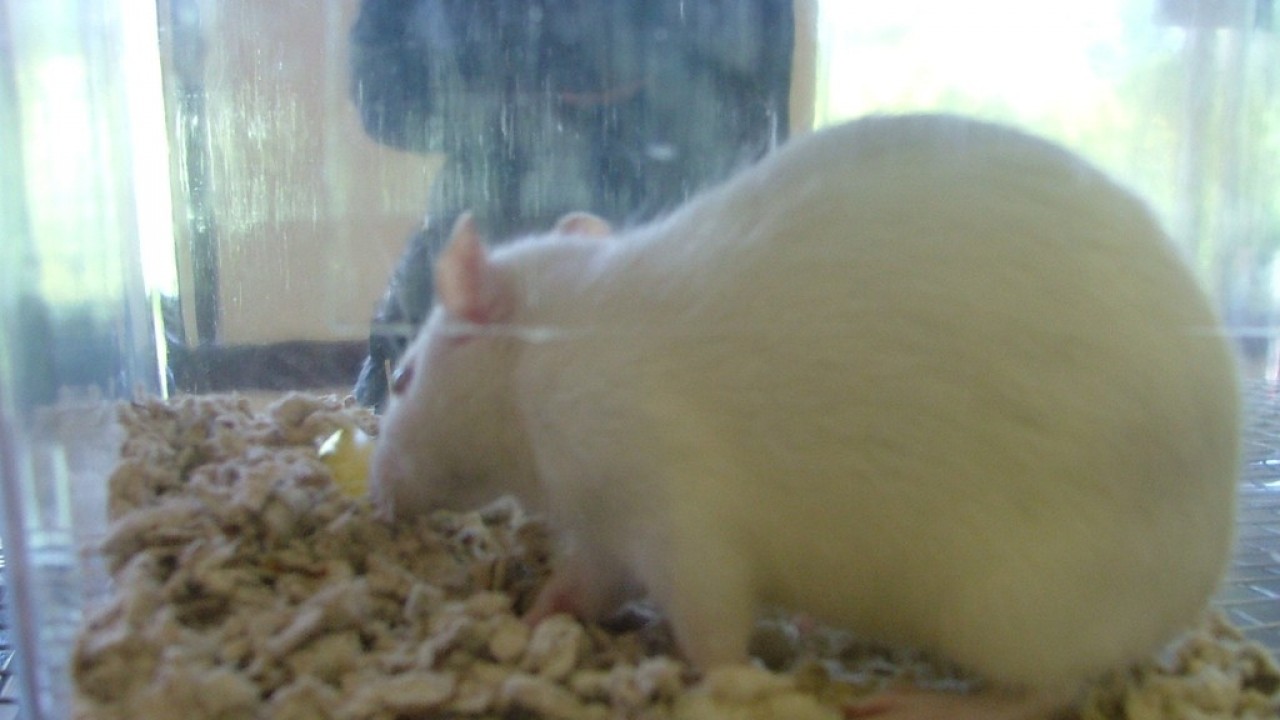 DSCF4036.JPG