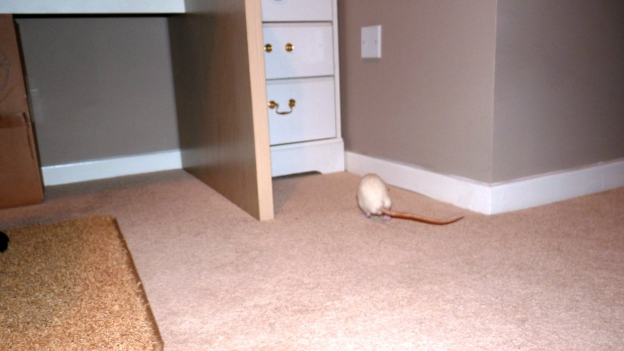 p1010009.jpg
