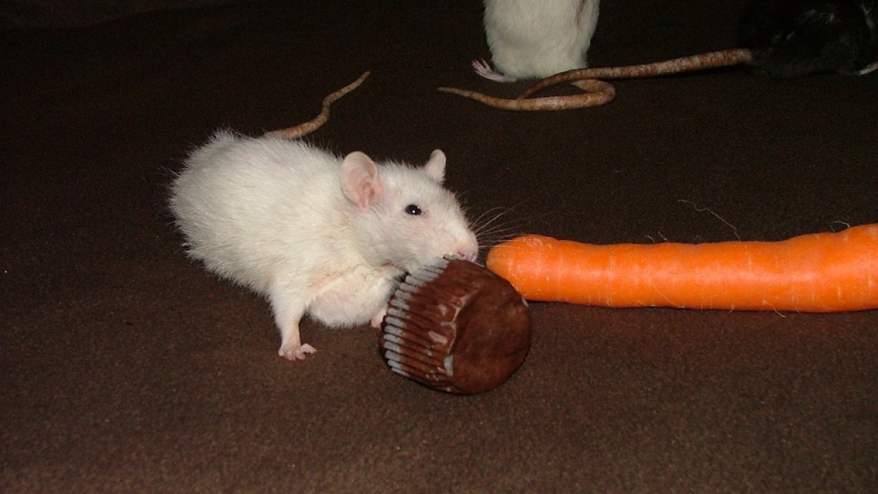 dscf6033.jpg