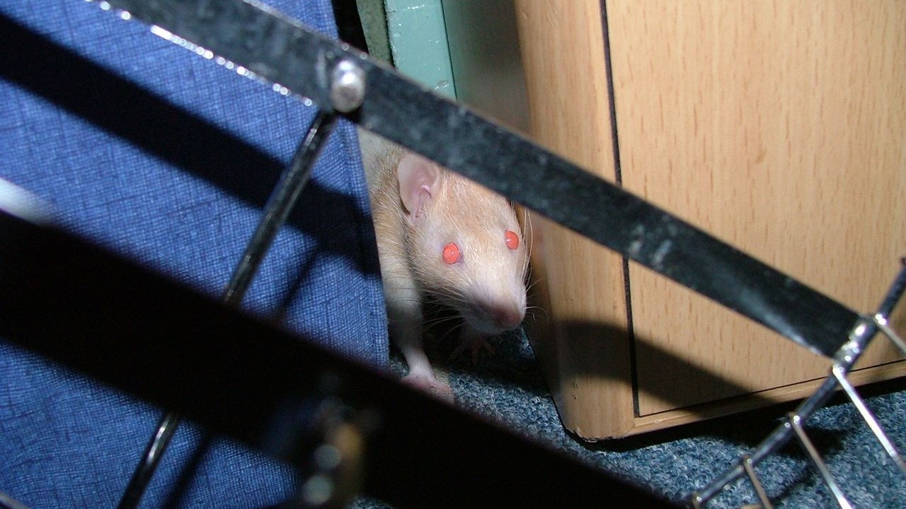 DSCF2910.JPG