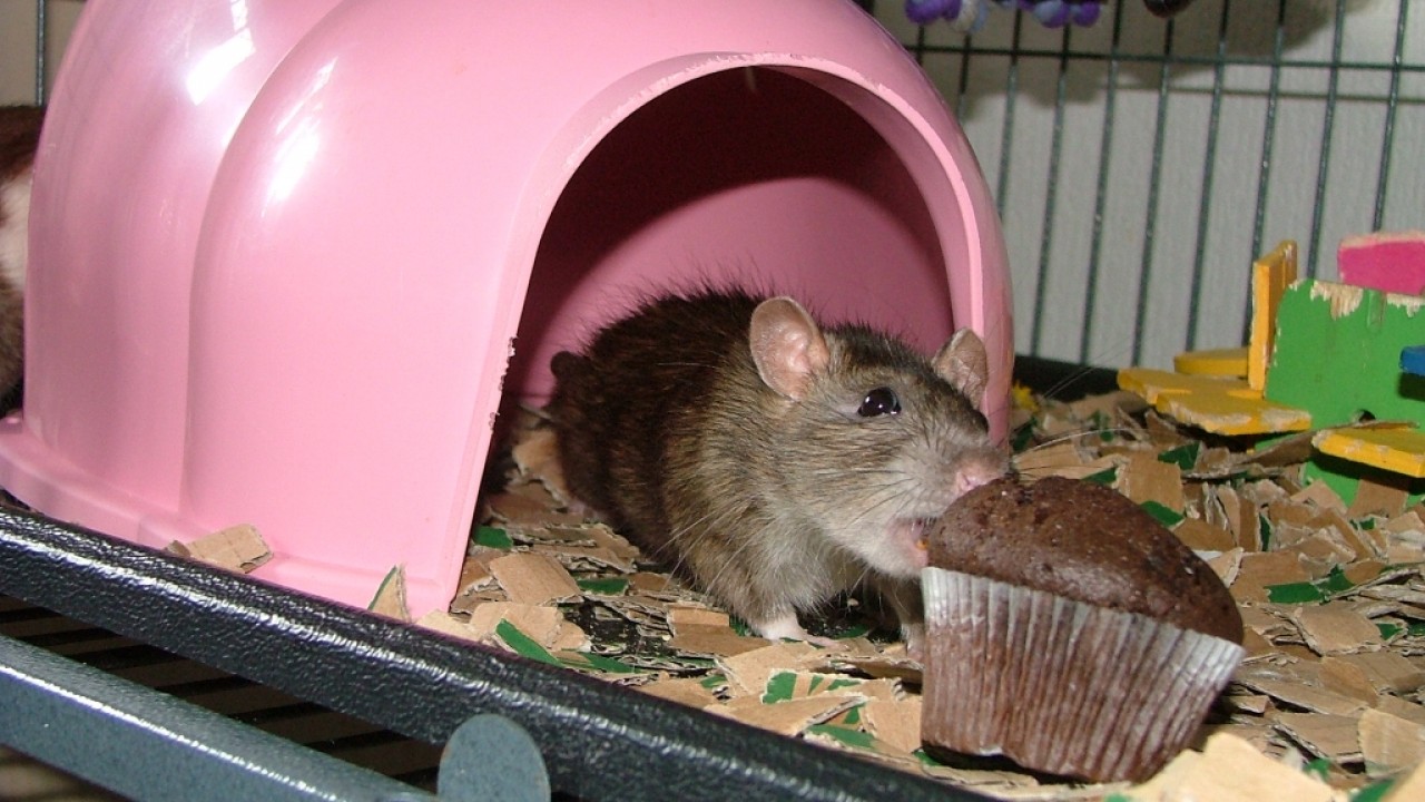 dscf6350.jpg