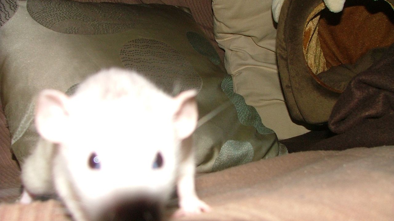 DSCF6771.JPG