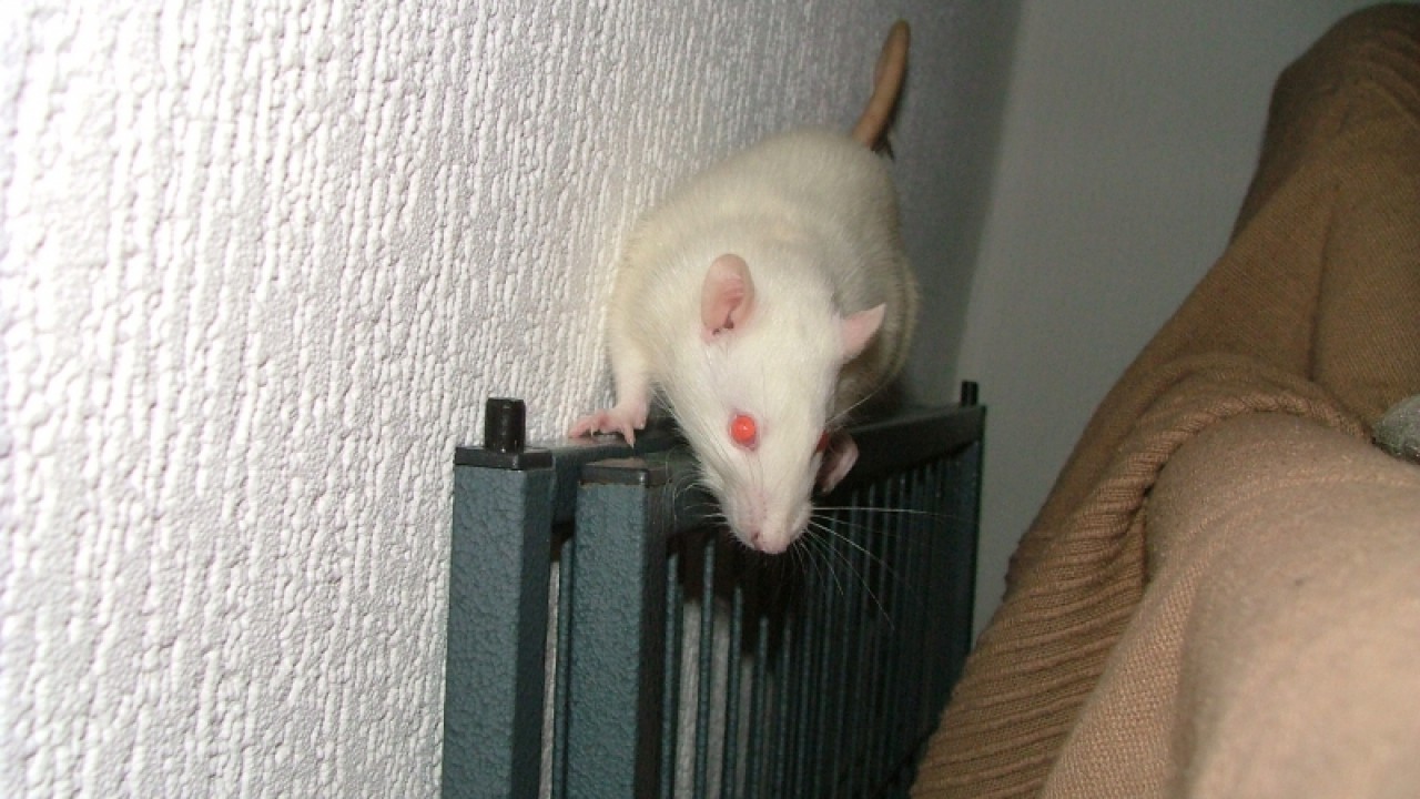 dscf6767.jpg