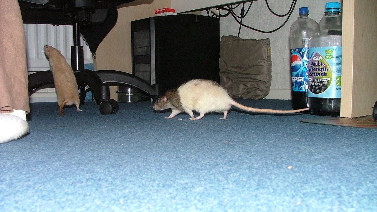 DSCF6680.JPG