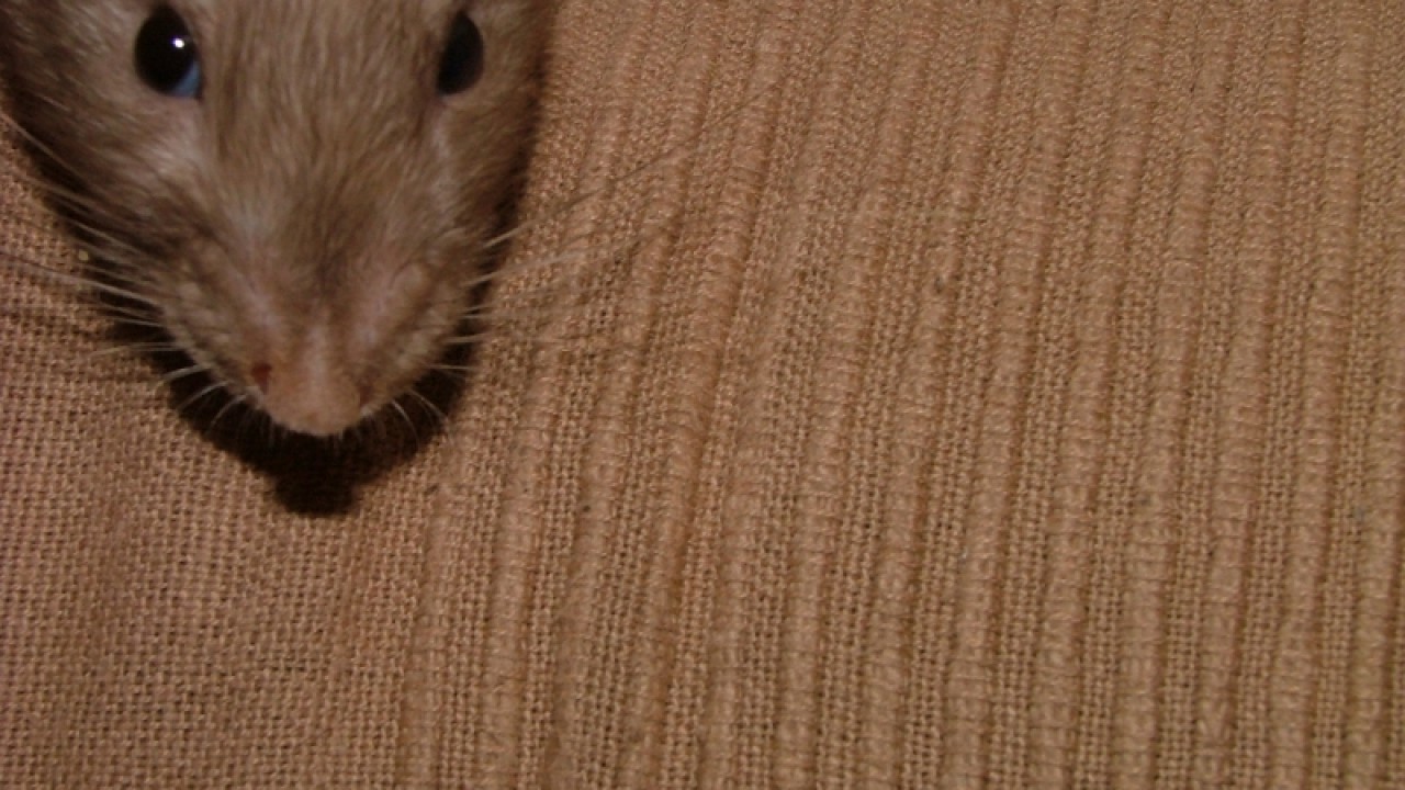 dscf6894.jpg