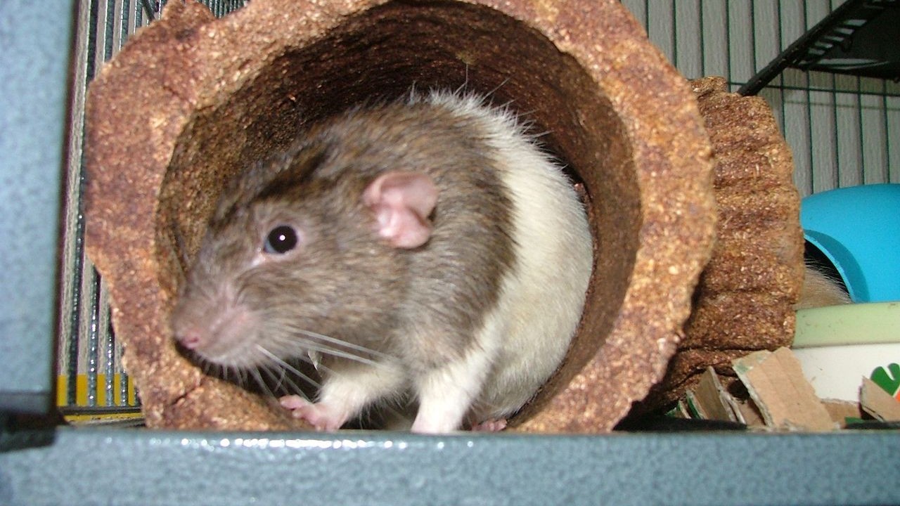 DSCF6518.JPG