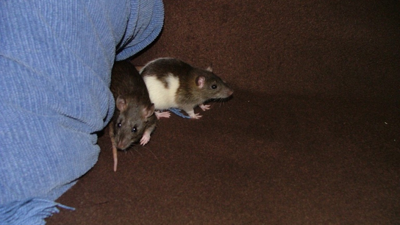 DSCF5475.JPG