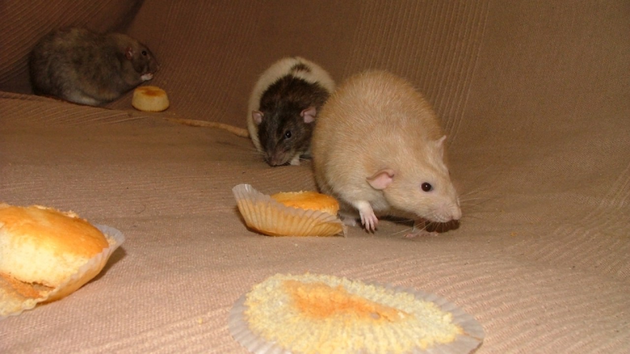 dscf6889.jpg