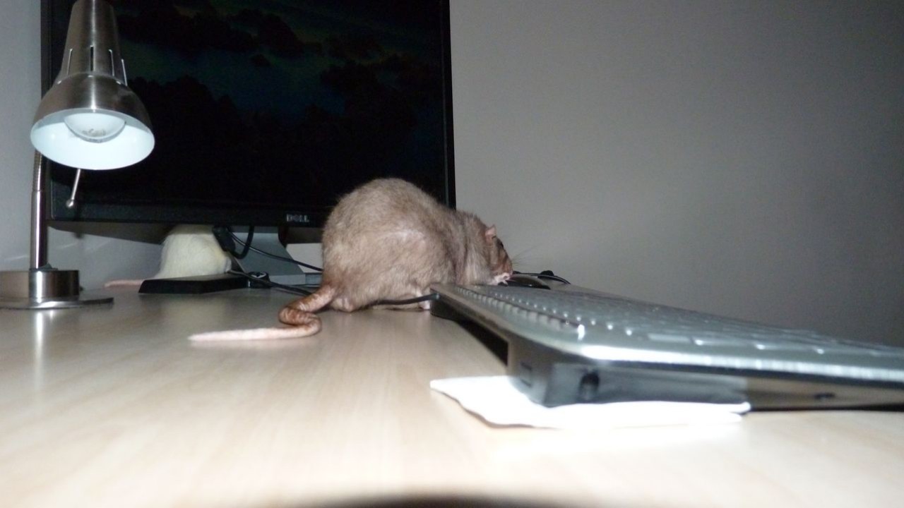P1000905.JPG