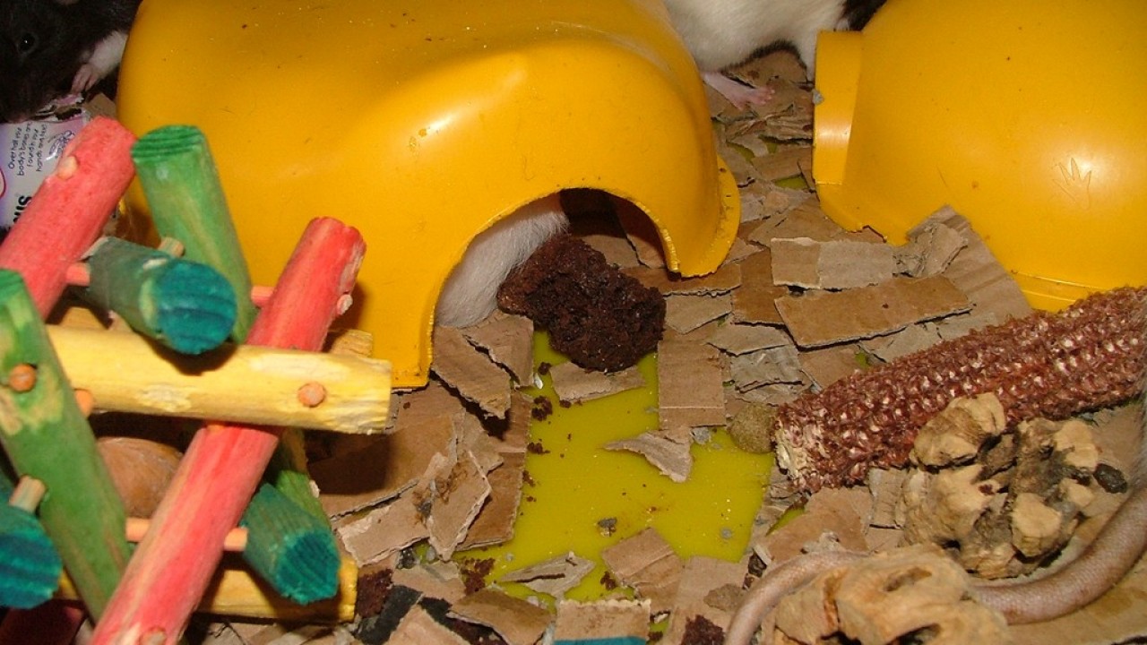 DSCF4271.JPG