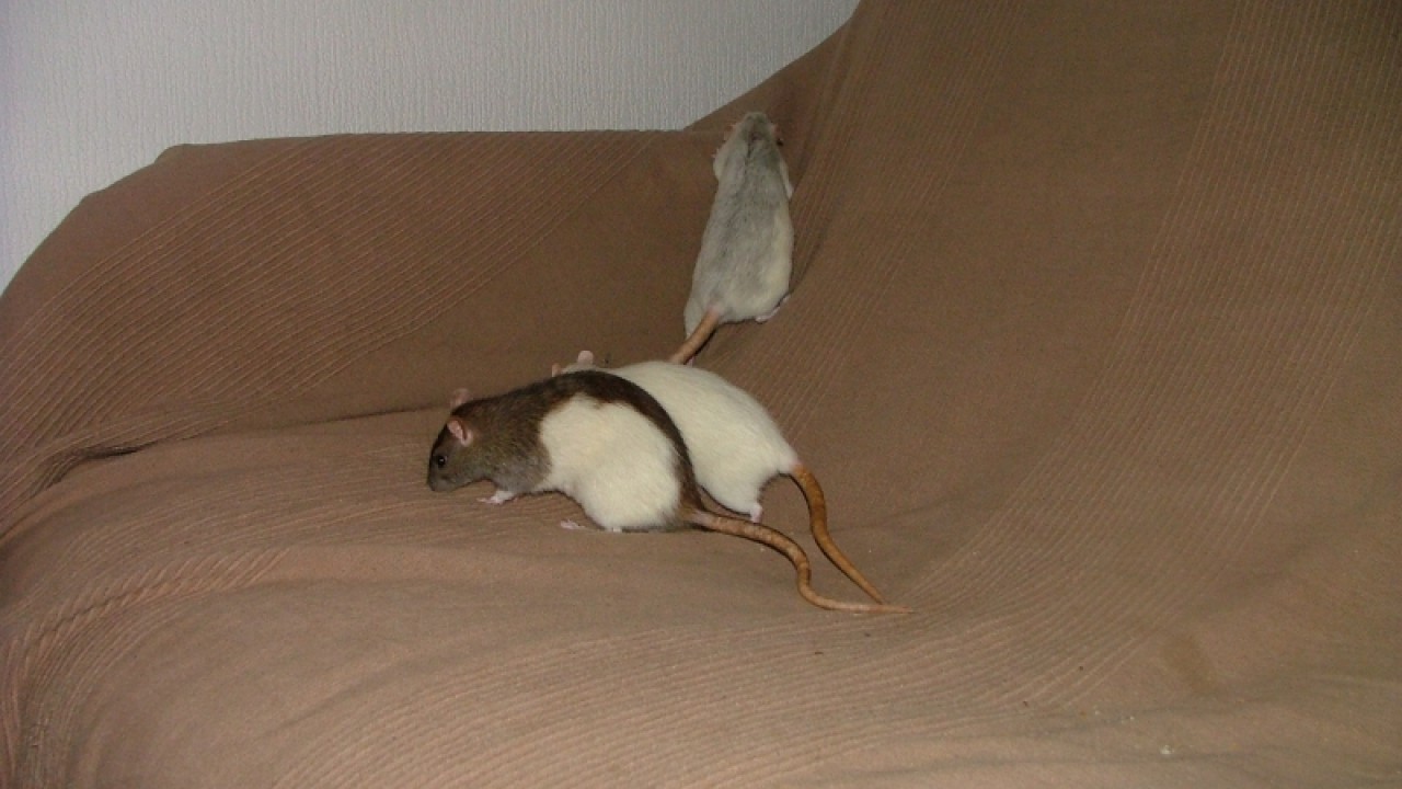 dscf6911.jpg