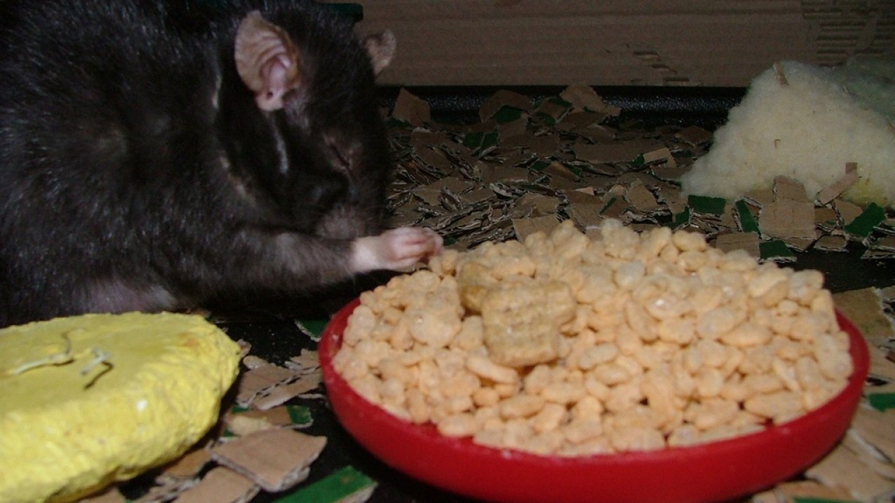 dscf6072.jpg