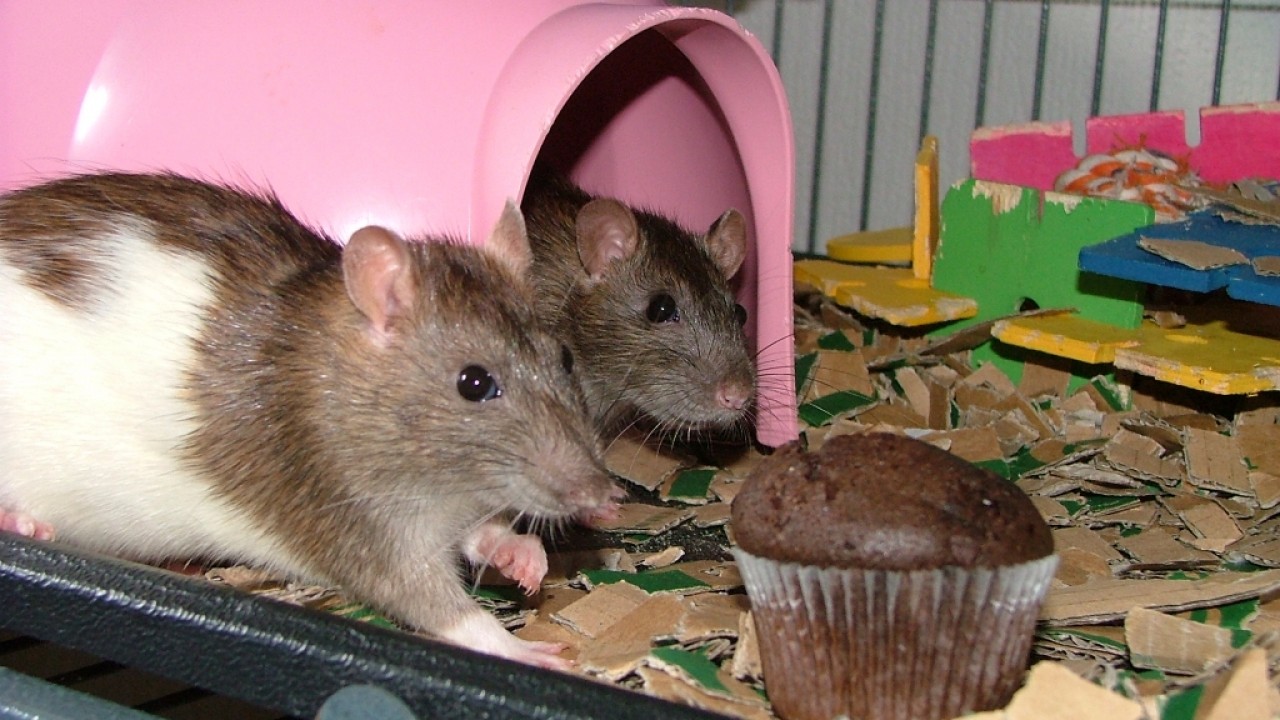 dscf6349.jpg