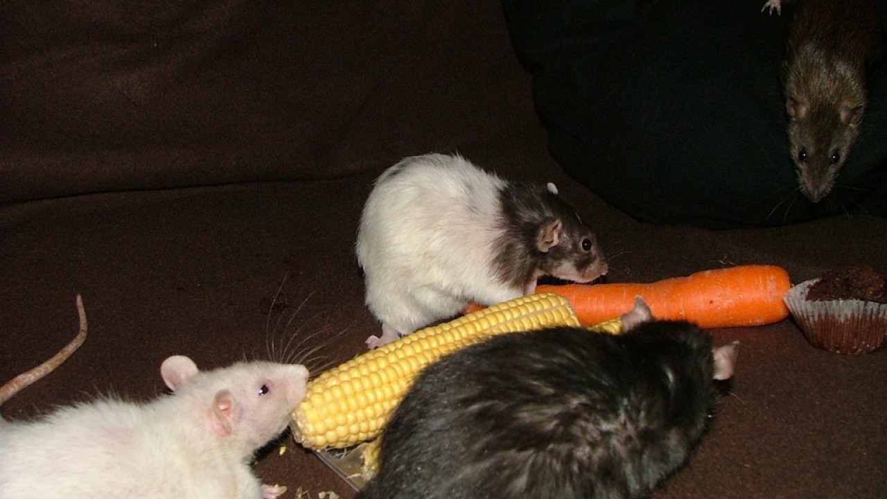 dscf6042.jpg