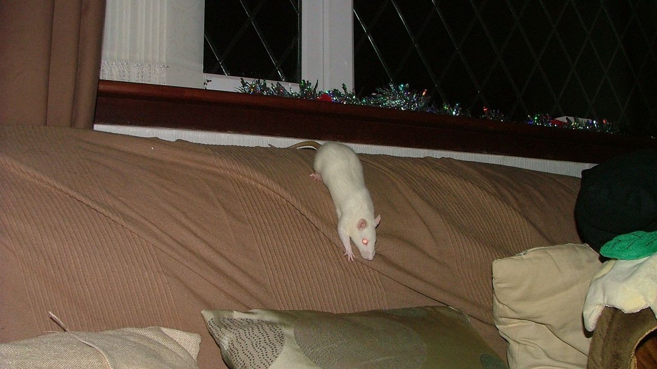DSCF6776.JPG