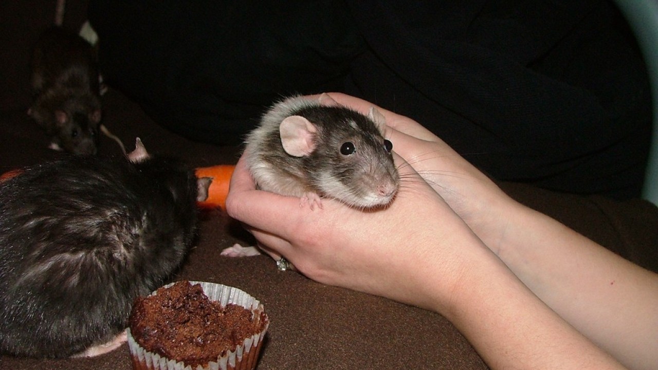 dscf6046.jpg