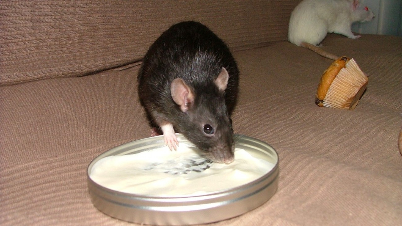DSCF4740.JPG