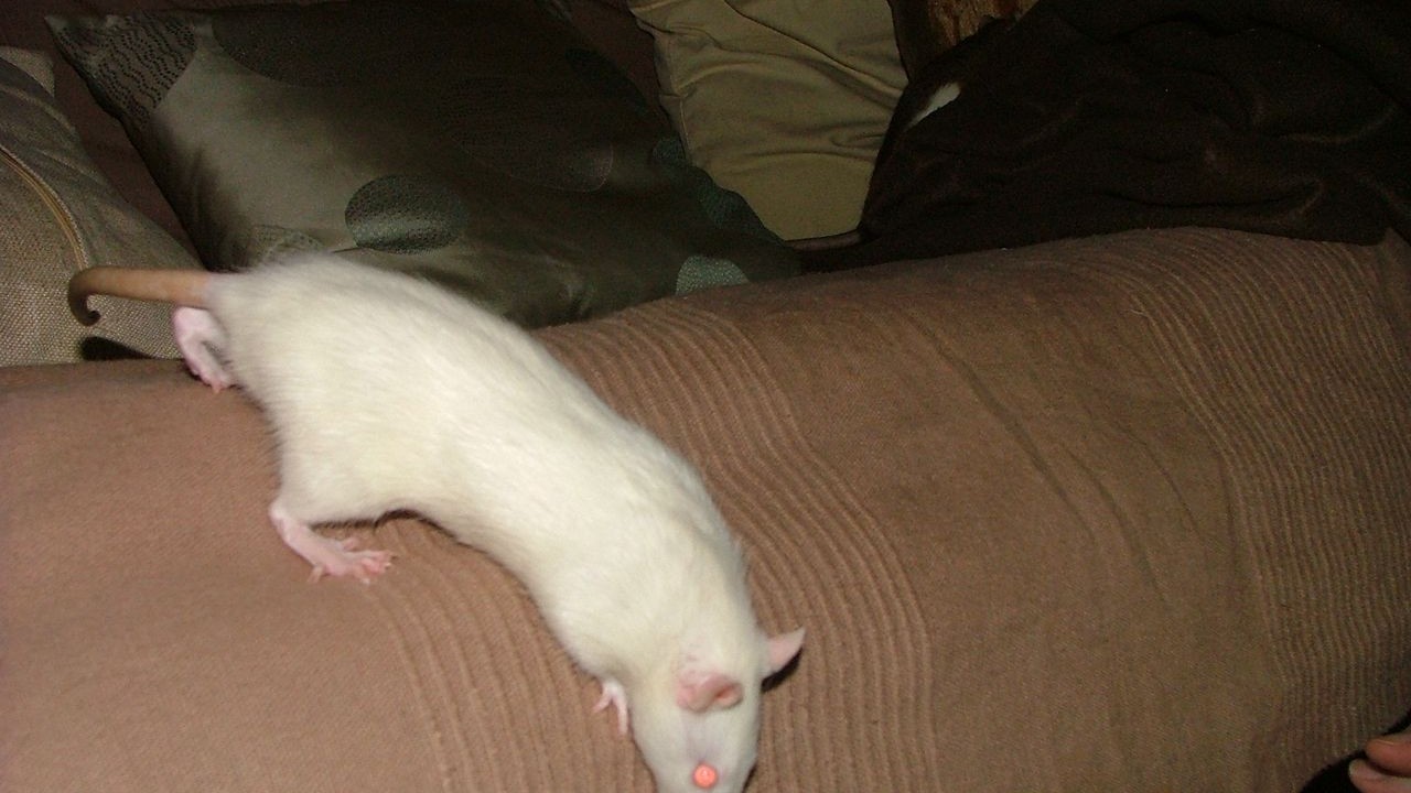 DSCF6781.JPG