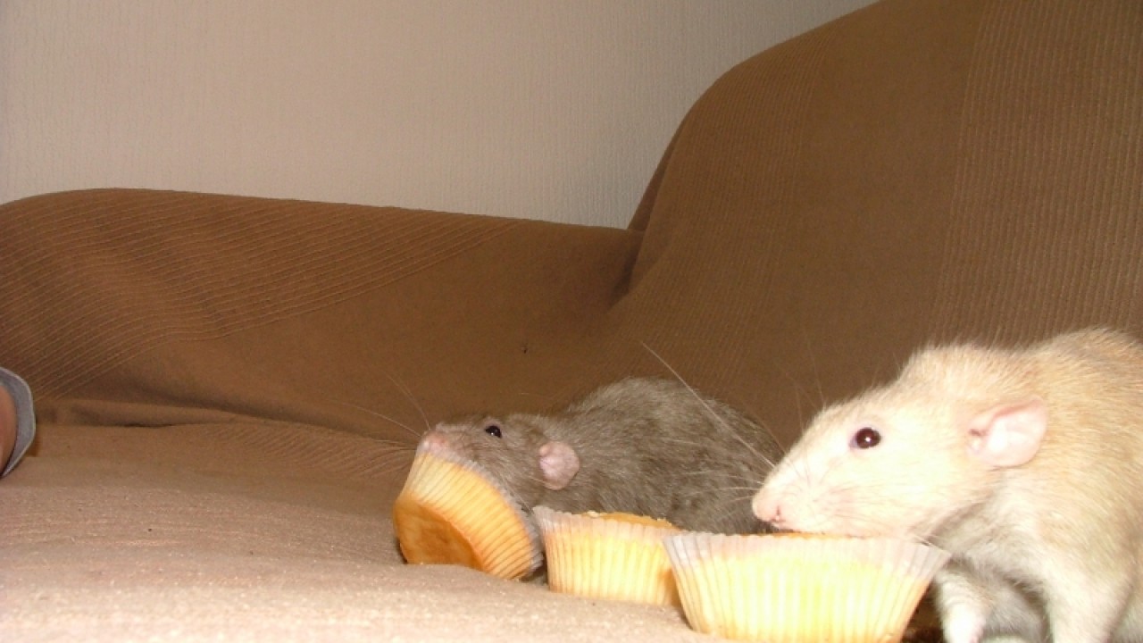 dscf6885.jpg