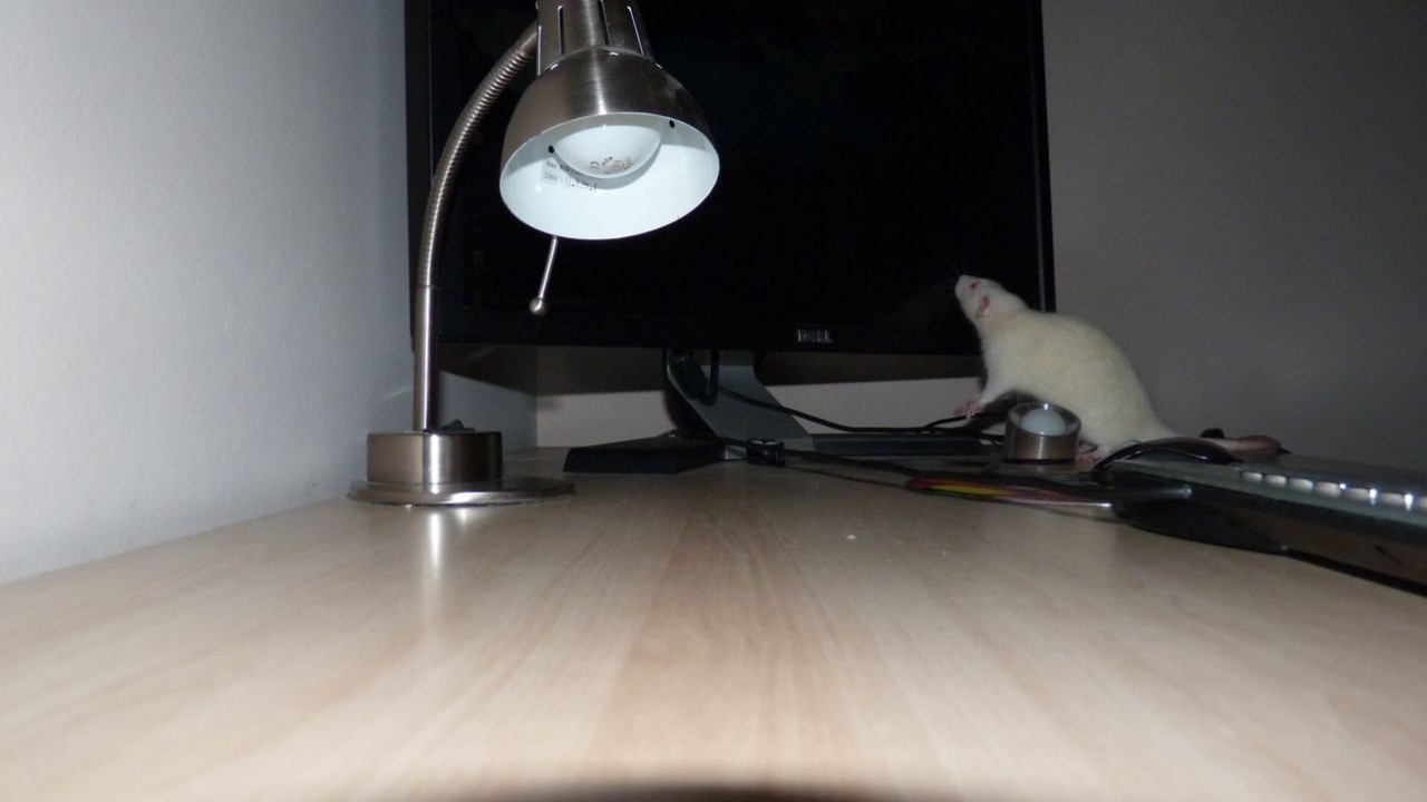 P1000880.JPG