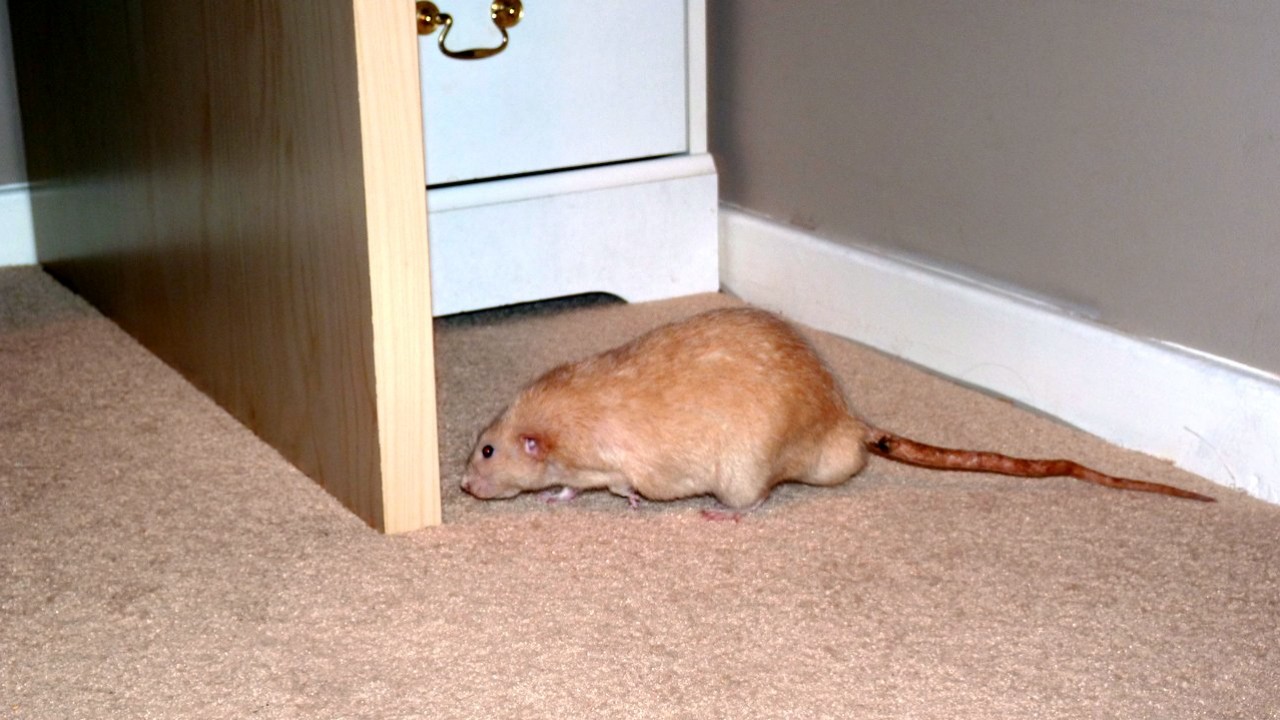 p1010003.jpg