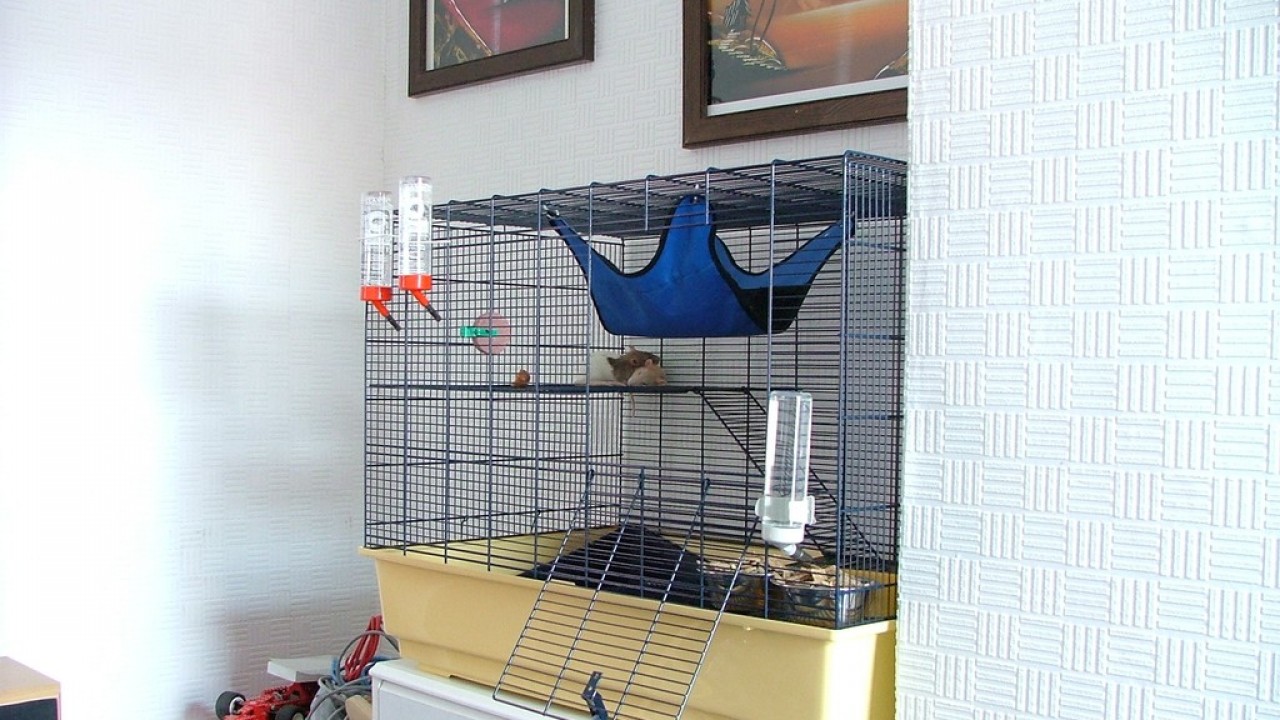 DSCF2146.JPG
