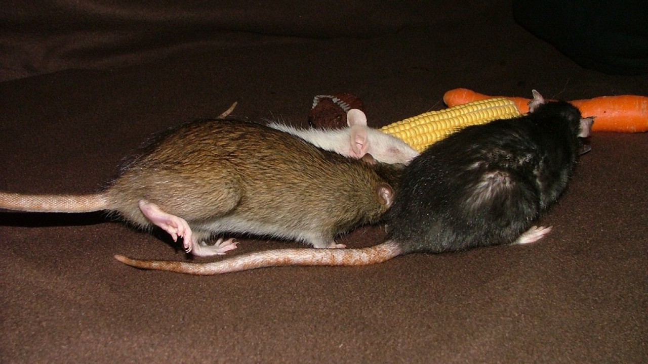 dscf6039.jpg