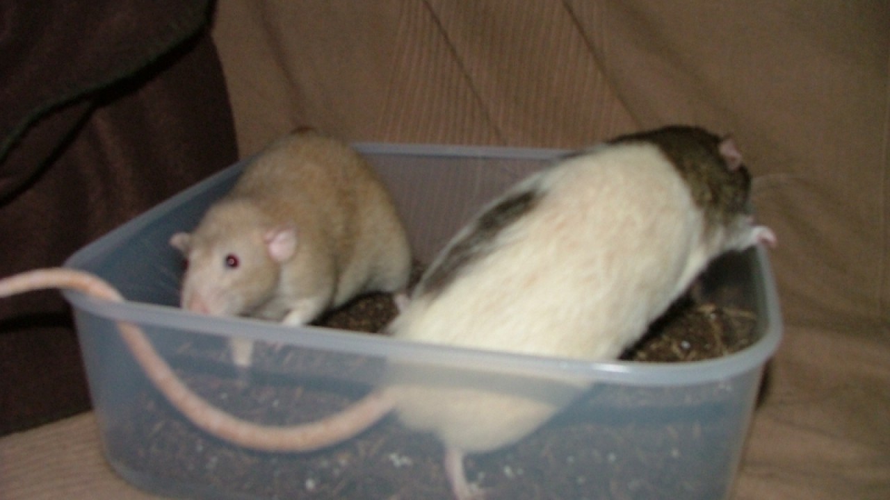 dscf6726.jpg