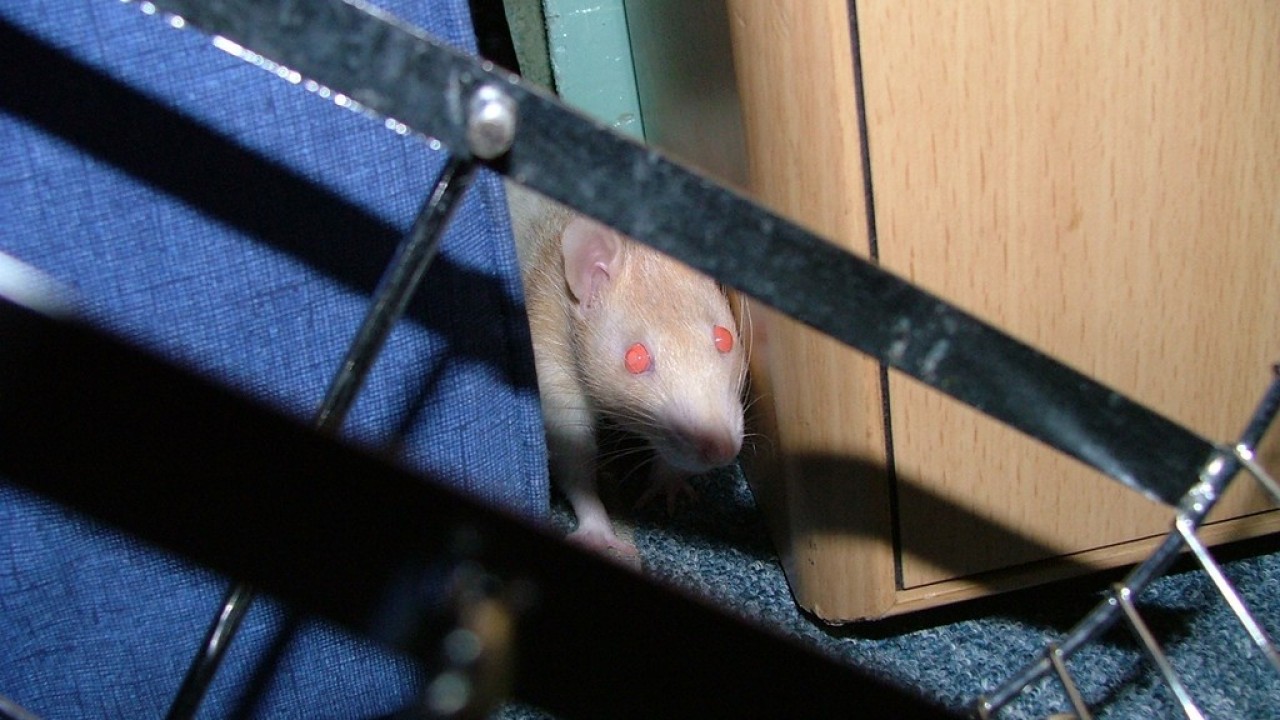 DSCF2910.JPG