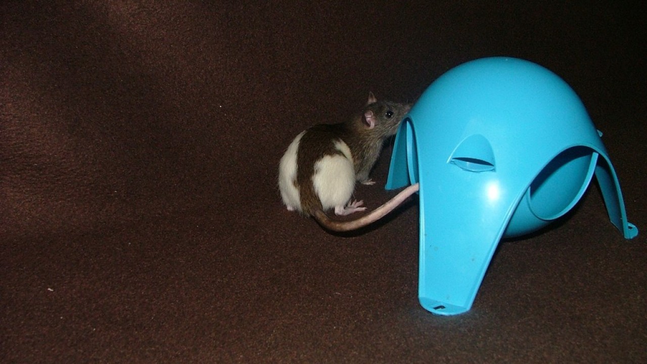 DSCF5468.JPG