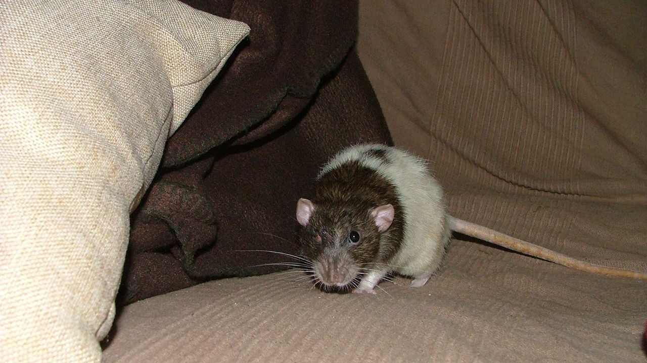 DSCF6715.JPG