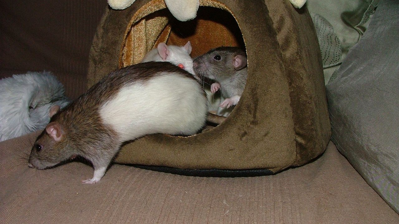 DSCF6711.JPG