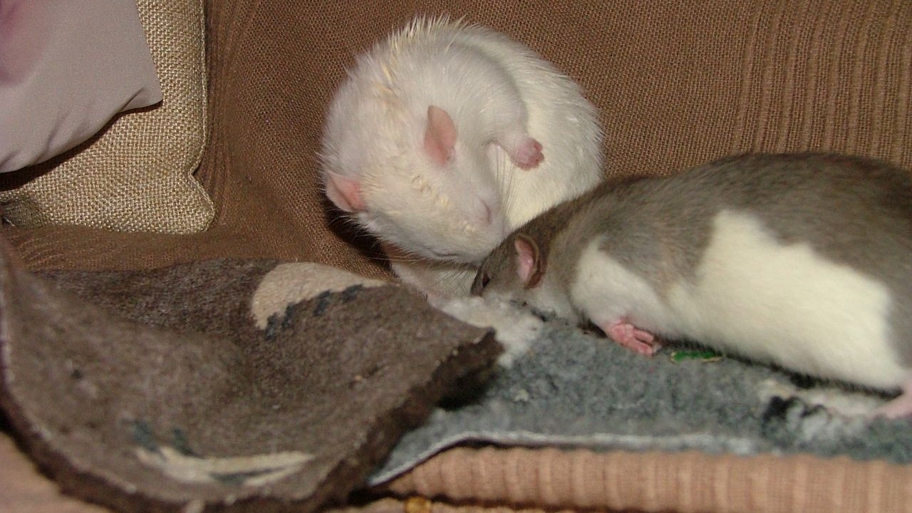 DSCF6650.JPG