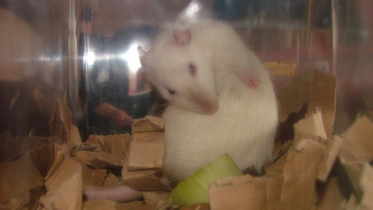DSCF4184.JPG