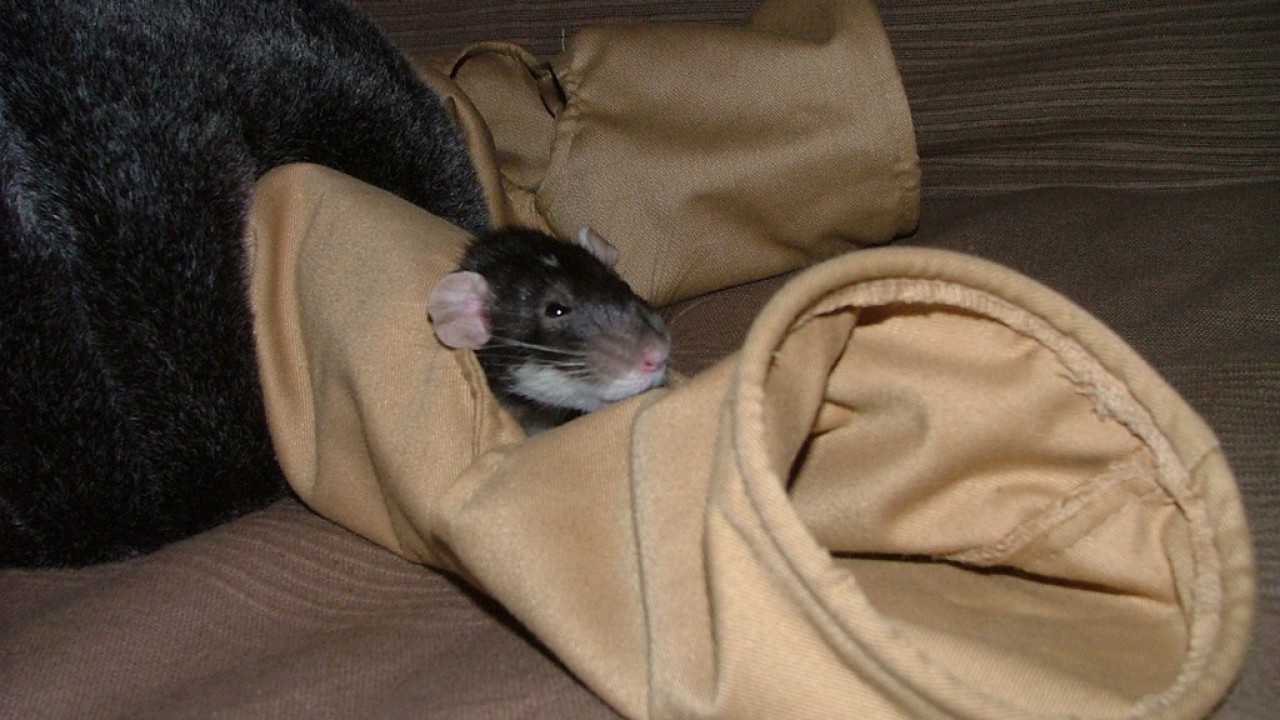 DSCF4730.JPG