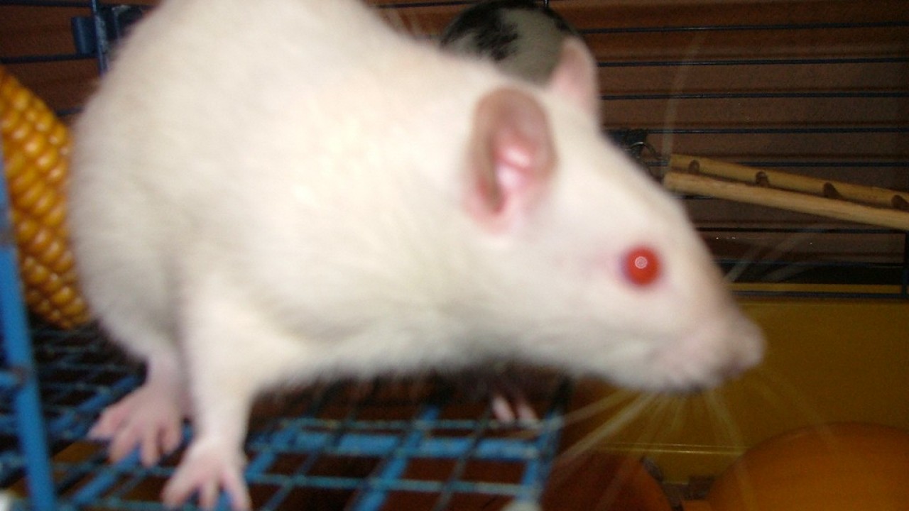DSCF4296.JPG