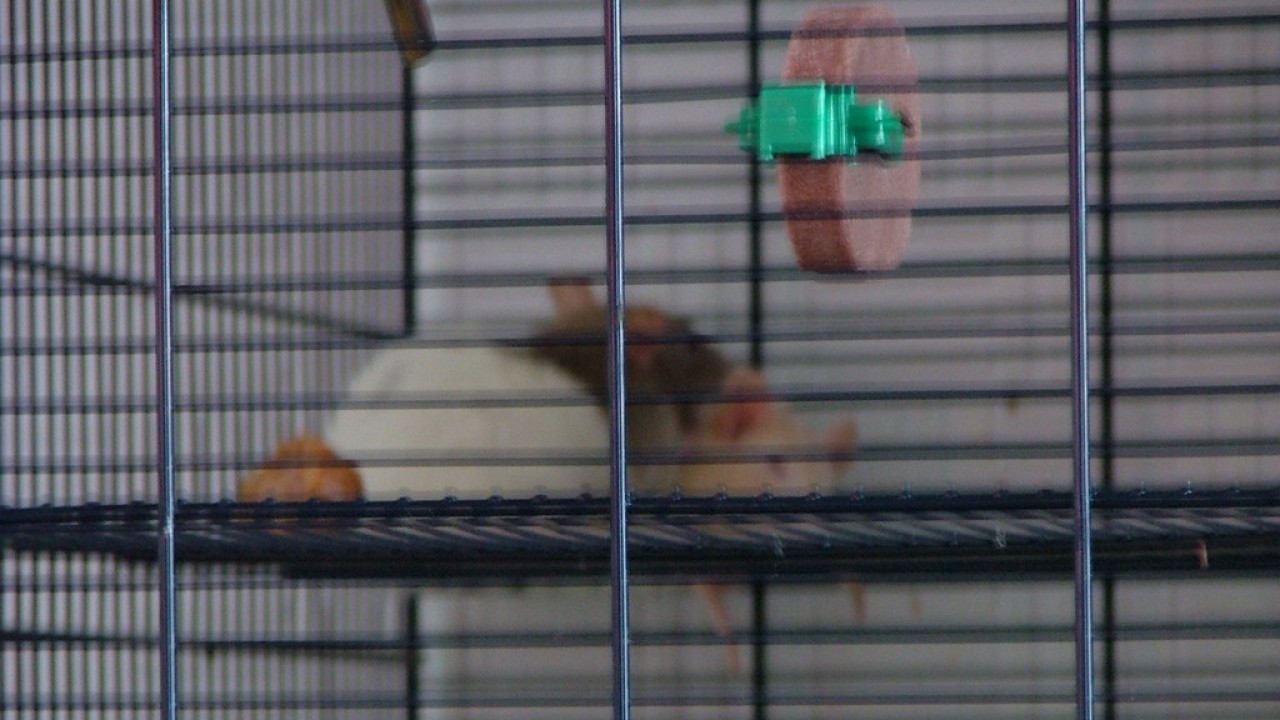DSCF2136.JPG