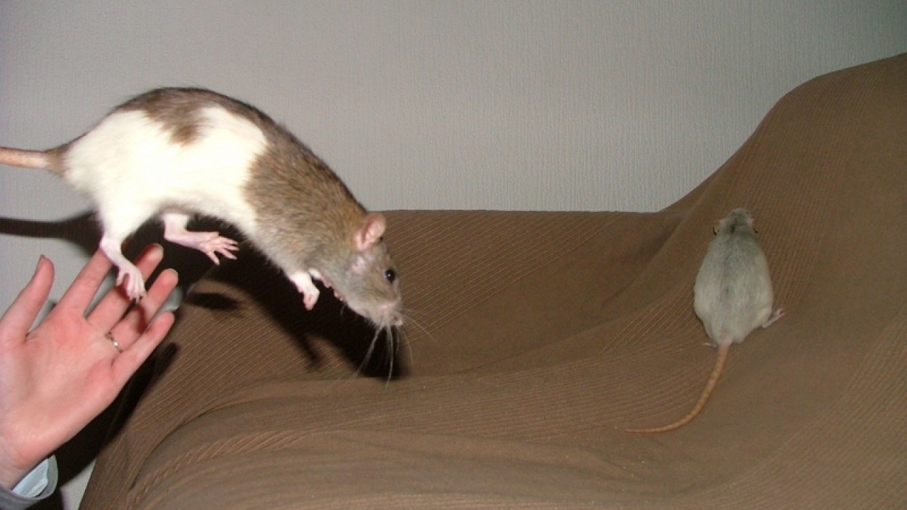 dscf6920.jpg