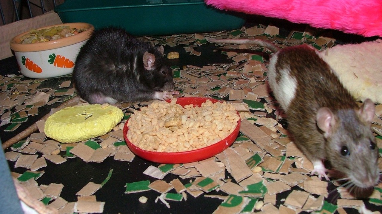 dscf6078.jpg