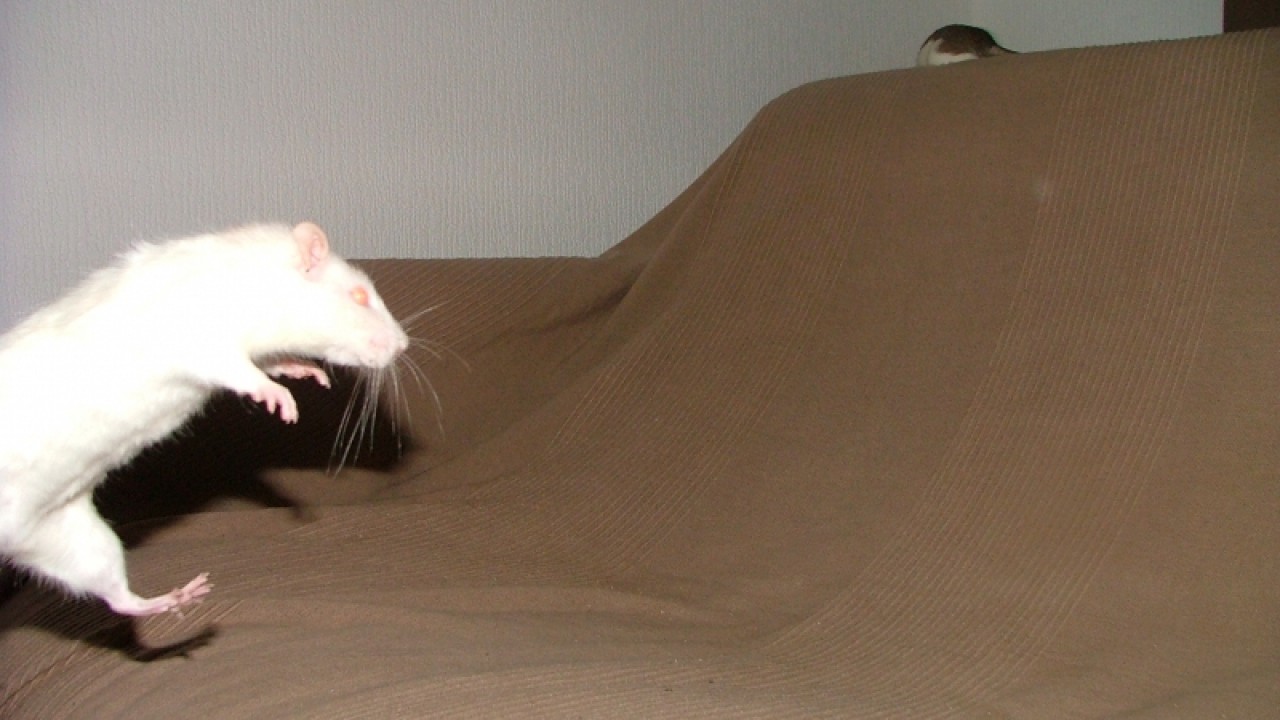 dscf6918.jpg