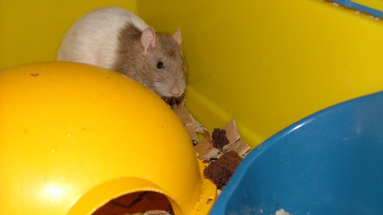 DSCF4285.JPG