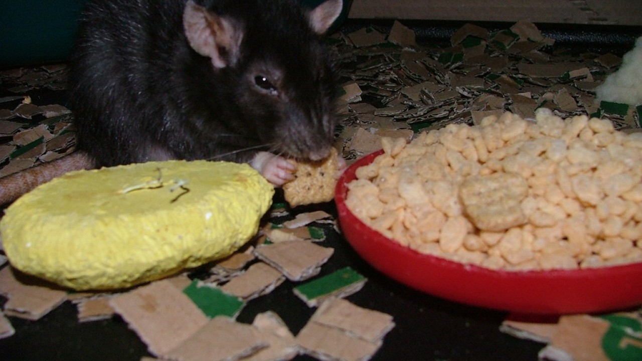 dscf6074.jpg