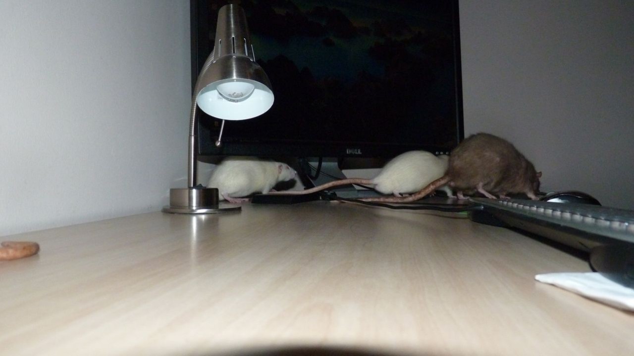P1000912.JPG
