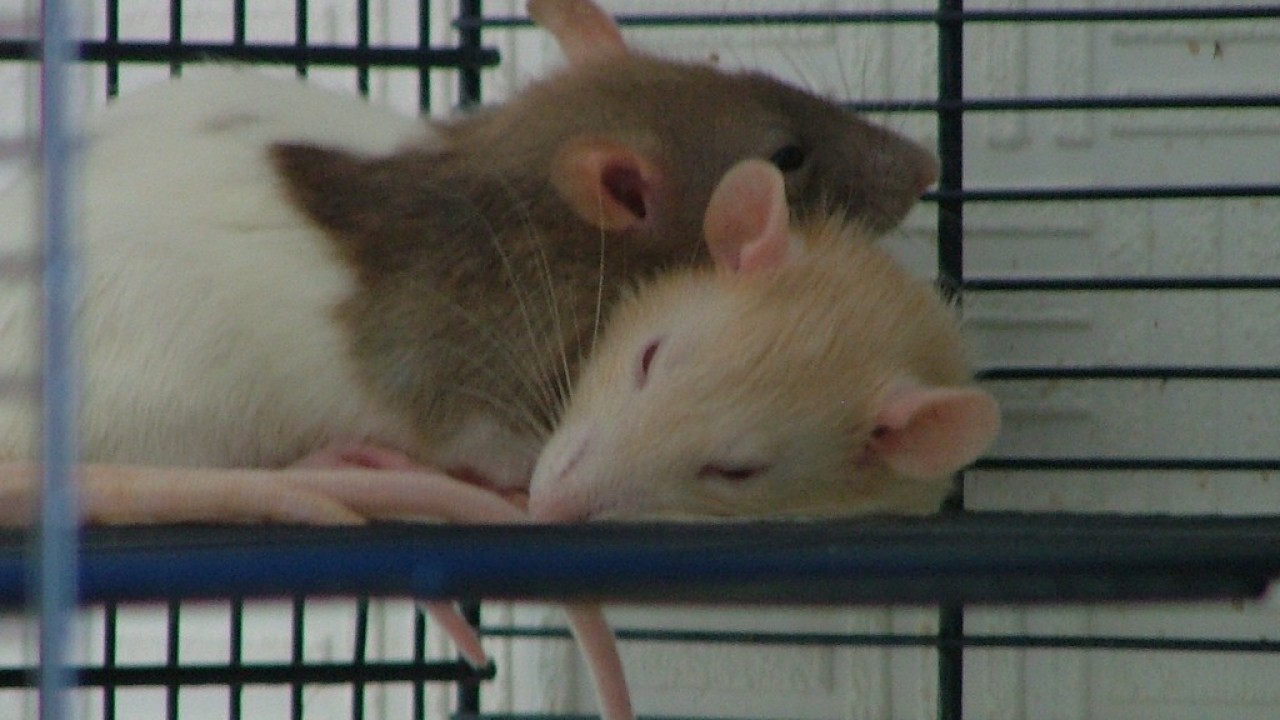 DSCF2145.JPG