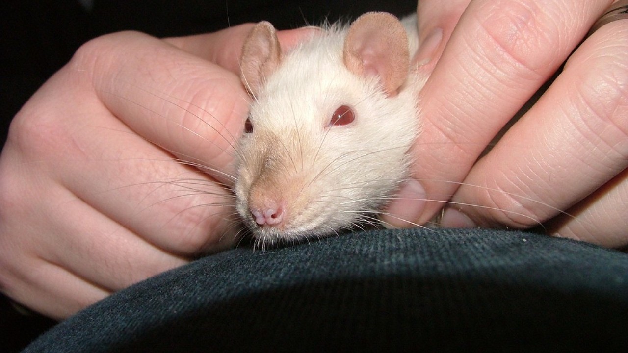 dscf5858.jpg