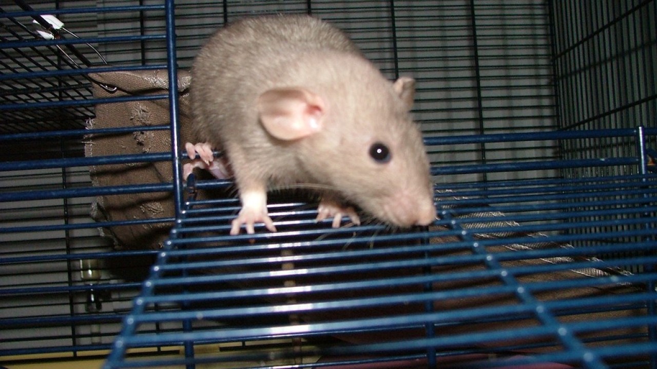 dscf6057.jpg