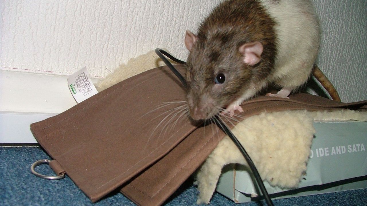 DSCF6687.JPG