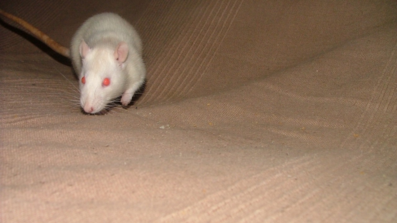 dscf6913.jpg