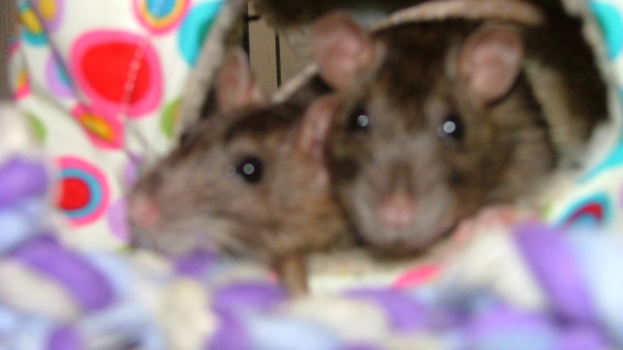 dscf6335.jpg